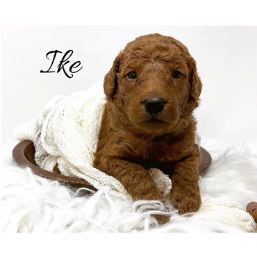 F1b Labradoodle Puppy