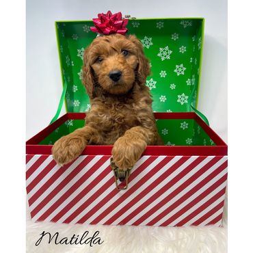 Red Labradoodle Puppy