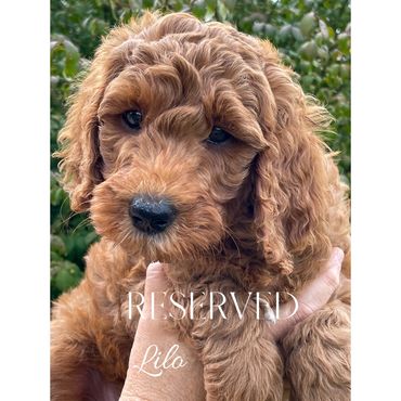 F1b Goldendoodle Puppy