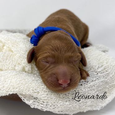 “Leonardo “-Blue Collar Male