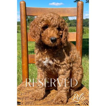 F1b Goldendoodle Puppy