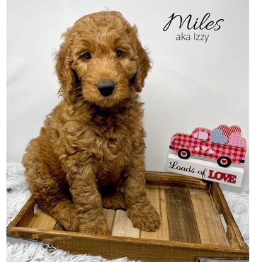 F1b Labradoodle Puppy