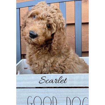 F1b Goldendoodle Puppy
