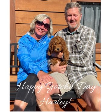 F1bb Goldendoodle puppy