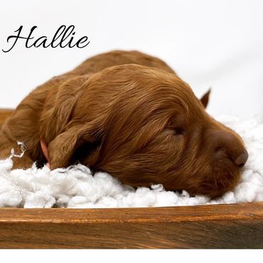 F1b Goldendoodle Puppy
