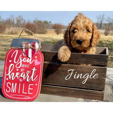 F1b Goldendoodle Puppy