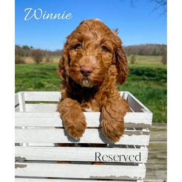 Mini Goldendoodle
