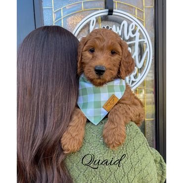 Mini Labradoodle Puppy