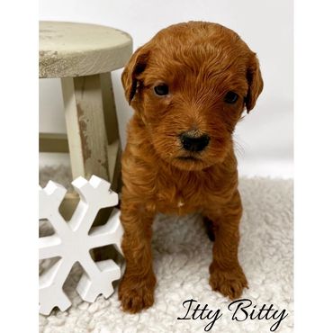 F1b Labradoodle Puppy