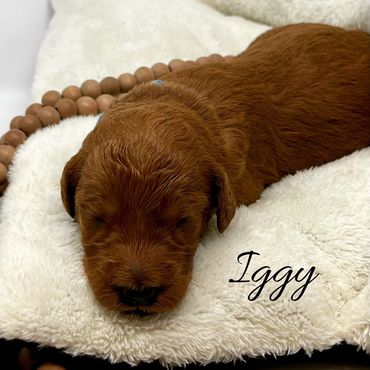 F1b Labradoodle Puppy