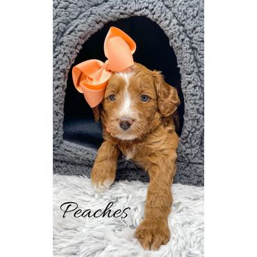 Mini Goldendoodle