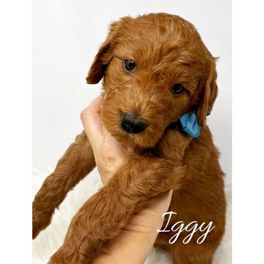 F1b Labradoodle Puppy