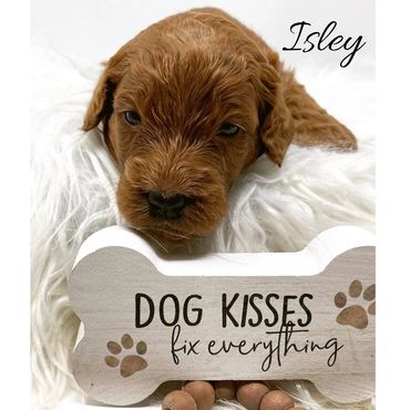 F1b Labradoodle Puppy