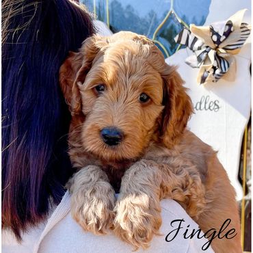 F1b Goldendoodle Puppy