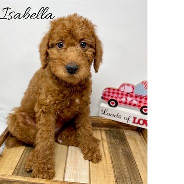 F1b Labradoodle Puppy