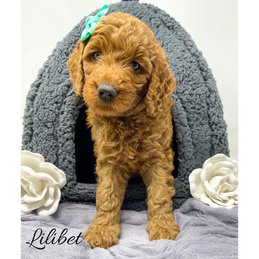 F1b Goldendoodle Puppy