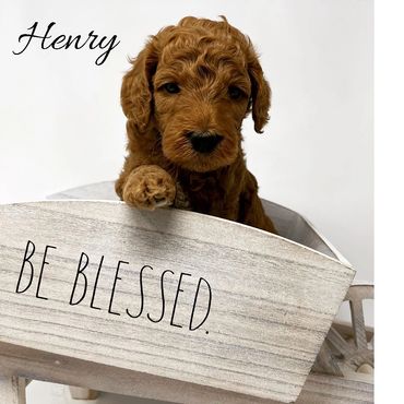 F1b Goldendoodle Puppy