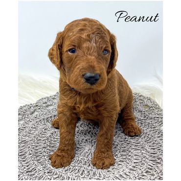 Mini Goldendoodle