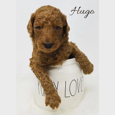 F1b Goldendoodle Puppy