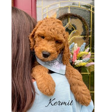 F1bb Goldendoodle puppy