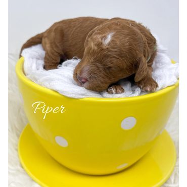 Mini Goldendoodle