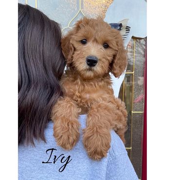 F1b Labradoodle Puppy