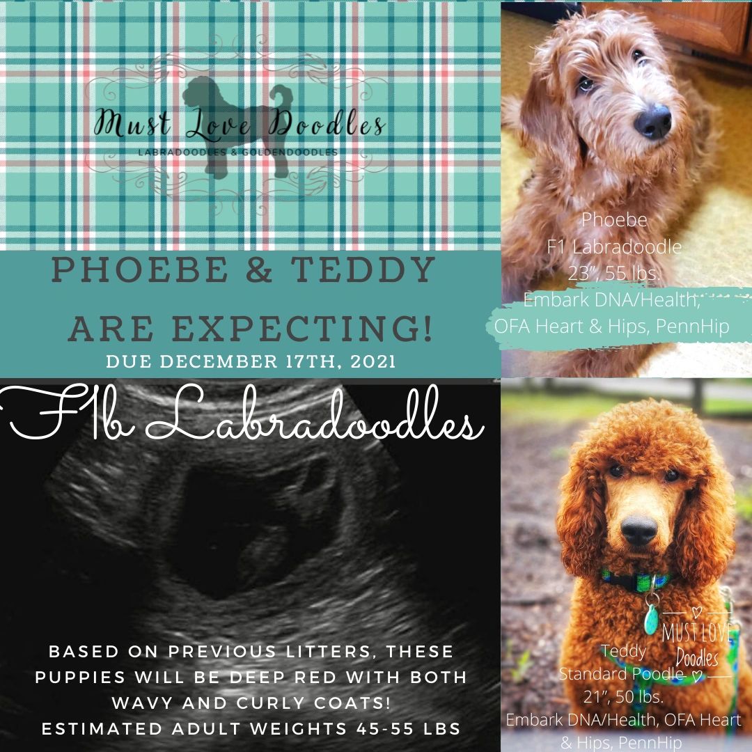 F1b Labradoodle Puppy