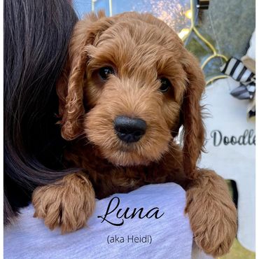 F1b Goldendoodle Puppy