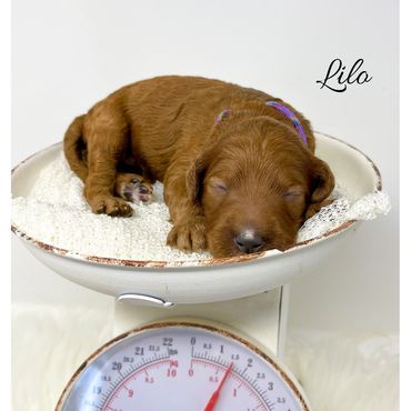 F1b Goldendoodle Puppy