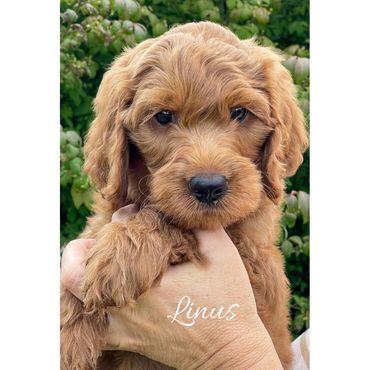 F1b Goldendoodle Puppy