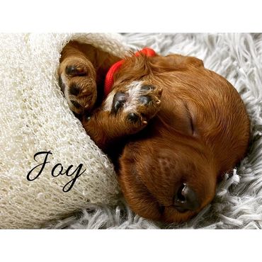 F1b Goldendoodle Puppy