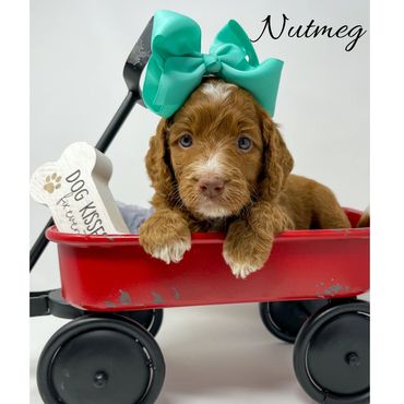 Mini Goldendoodle