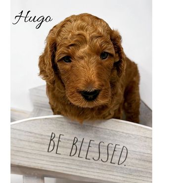 F1b Goldendoodle Puppy