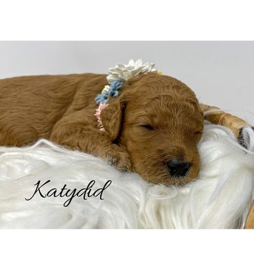 F1bb Goldendoodle puppy