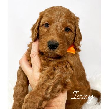 F1b Labradoodle Puppy