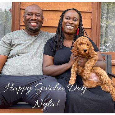 F1b Goldendoodle Puppy