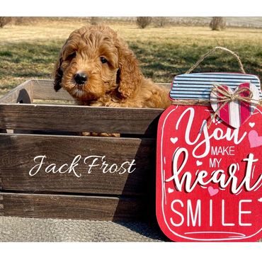 F1b Goldendoodle Puppy