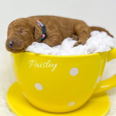Mini Goldendoodle