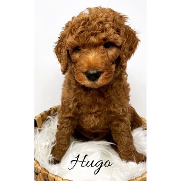 F1b Goldendoodle Puppy
