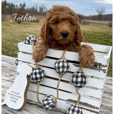 F1b Goldendoodle Puppy