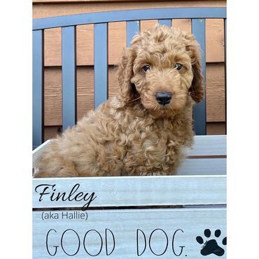 F1b Goldendoodle Puppy