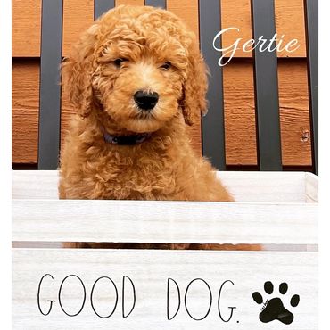 F1b Labradoodle Puppy