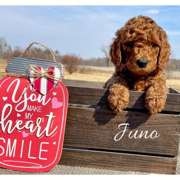 F1b Goldendoodle Puppy