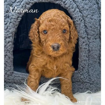 Mini Goldendoodle
