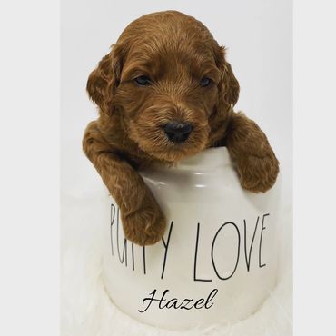 F1b Goldendoodle Puppy