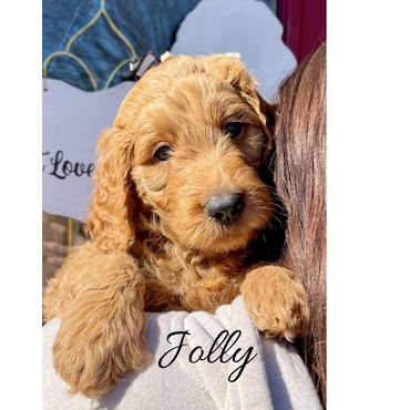 F1b Goldendoodle Puppy