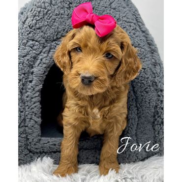 F1b Goldendoodle Puppy