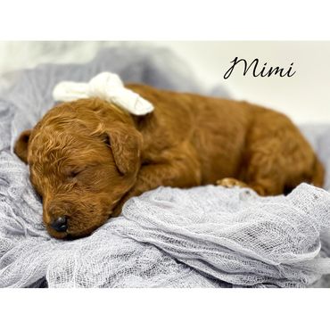 F1b Labradoodle puppy