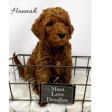F1b Goldendoodle Puppy
