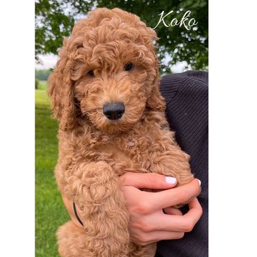 F1bb Goldendoodle puppy